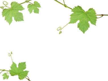 The green grape leaves on a white background clipart