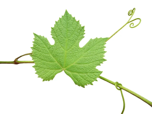 Das grüne Traubenblatt auf weißem Hintergrund — Stockfoto