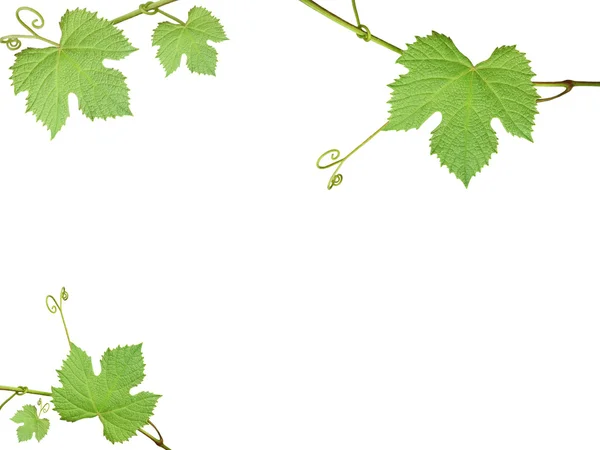 Zelené hroznové listy na bílém pozadí — Stock fotografie