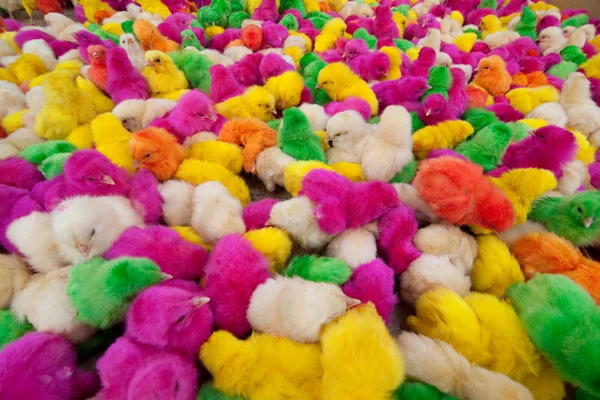Hundreds of newborn chickens — Stock Photo, Image
