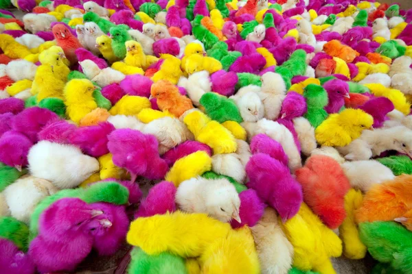 Centenas de galinhas recém-nascidas — Fotografia de Stock
