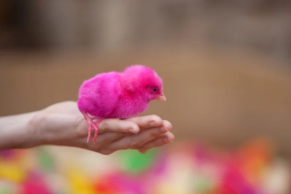Tiny newborn chicken — Stock Photo, Image