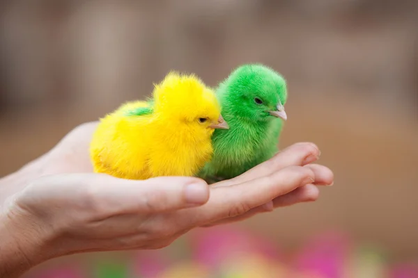 Two tiny newborn chickens — Stock Photo, Image