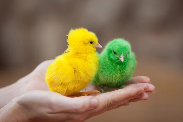 Zwei winzige neugeborene Hühner — Stockfoto