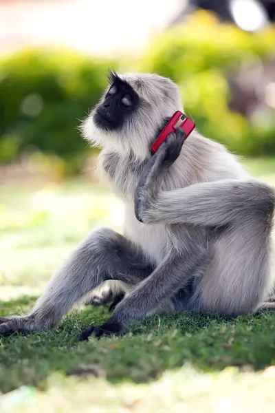 猿を呼び出す — ストック写真