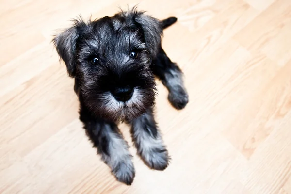 Puppy minischnauzer op de verdieping — Stockfoto