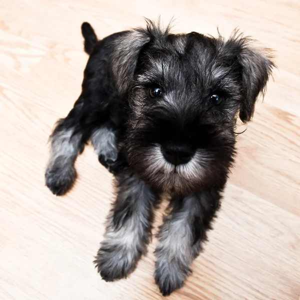 Puppy minischnauzer pe podea — Fotografie, imagine de stoc