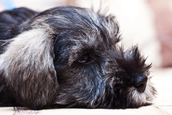 Puppy minischnauzer head — Stock Photo, Image