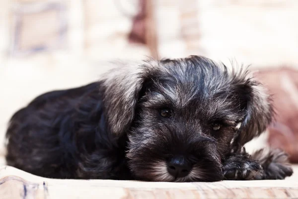 Minischnauzer filhote de cachorro no sofá — Fotografia de Stock