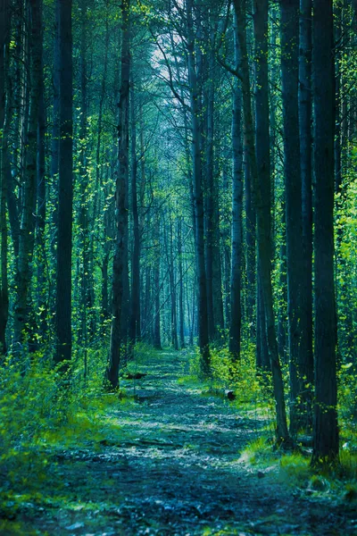 Alacakaranlık ormanı — Stok fotoğraf