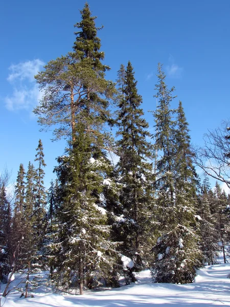 Floresta de Inverno — Fotografia de Stock