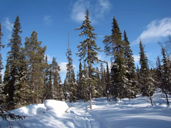 Skibaan in het winterbos — Stockfoto