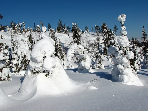 Zimowa scena — Zdjęcie stockowe