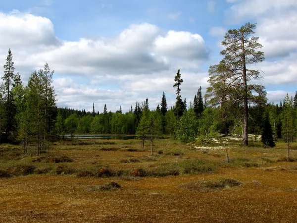 Bela paisagem florestal, Norte da Rússia — Fotografia de Stock