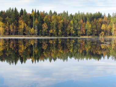 Beautiful forest lake in the autumn day clipart