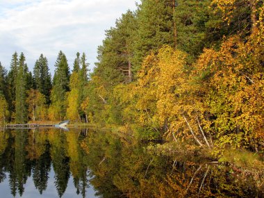 Beautiful forest lake in the autumn day clipart