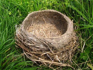 Bird's-nest in the green grass clipart