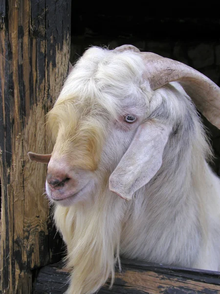 stock image Goat