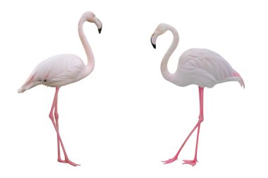 Flamingoes clipart