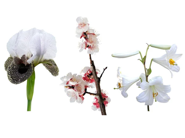 Flores brancas da primavera — Fotografia de Stock