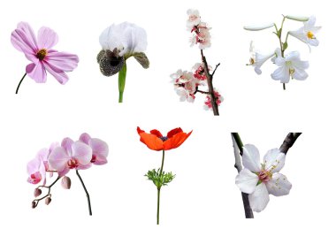 Flowers clipart