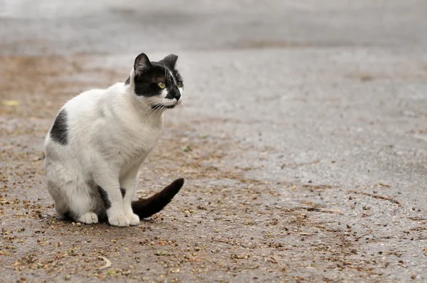 Stock image Street cat