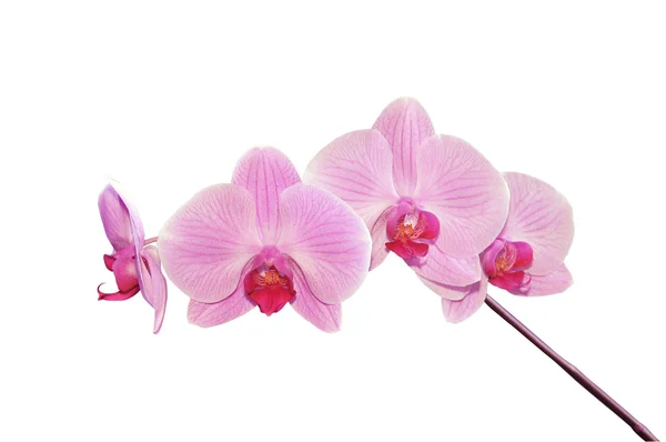 stock image Pink orchid