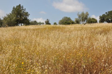 yulaf alanı