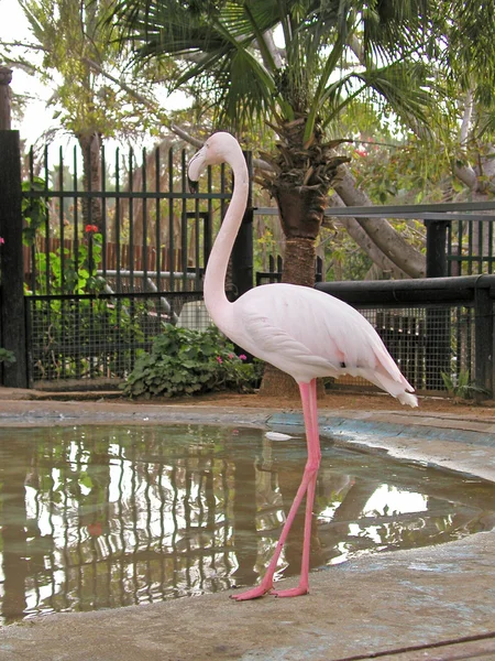 Flamingo v zoo — Stock fotografie