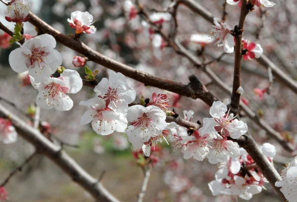 stock image Blossoming tree