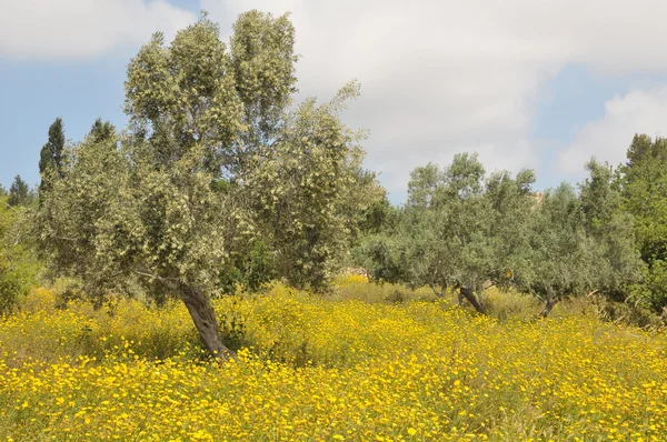 Оливковый цветок — стоковое фото