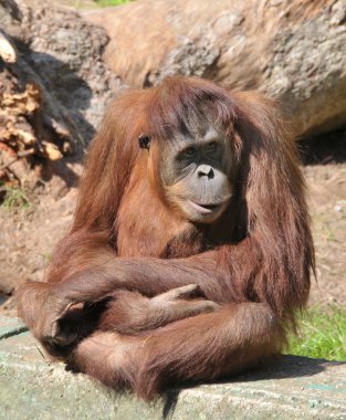 orangutan