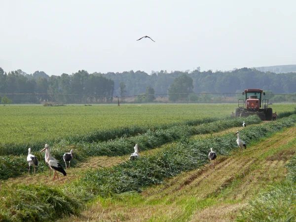 Trabalhos agrícolas — Fotografia de Stock