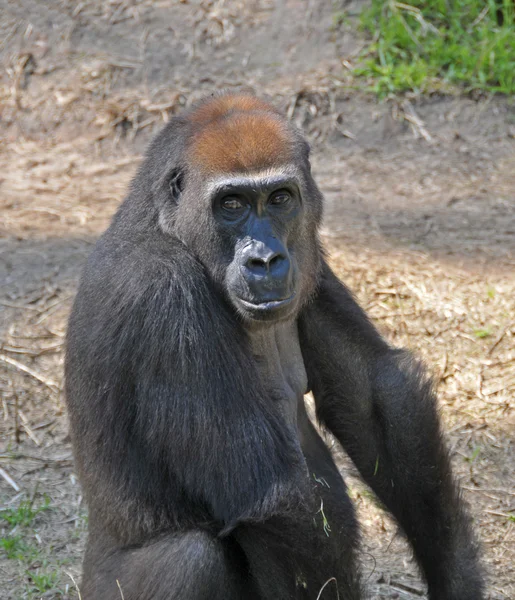 チンパンジーの肖像画 — ストック写真