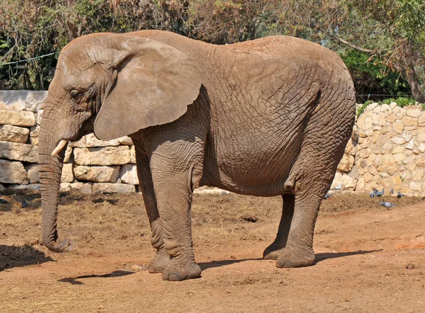 Слон — стоковое фото