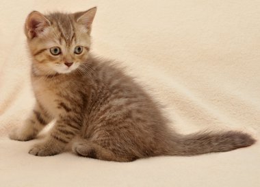 British kitten clipart