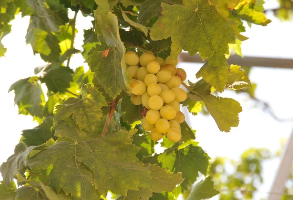 Grape crop — Stock Photo, Image