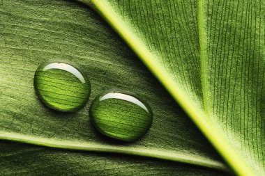 su yapraklara düşer.