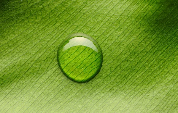 Капля воды на листе — стоковое фото