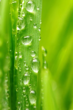 Water drops on grass clipart