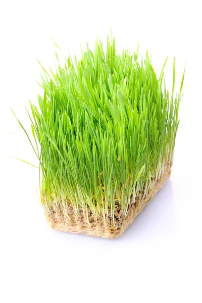 หญ้าในดิน — ภาพถ่ายสต็อก