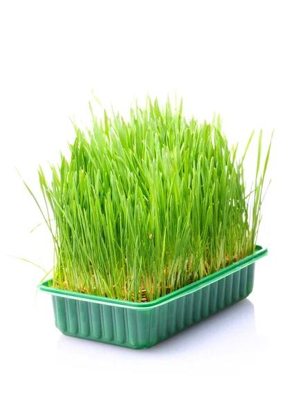Gräs i kruka — Stockfoto