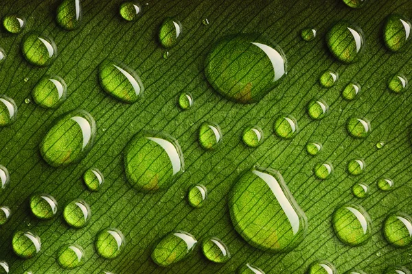 Waterdruppels op het blad — Stockfoto