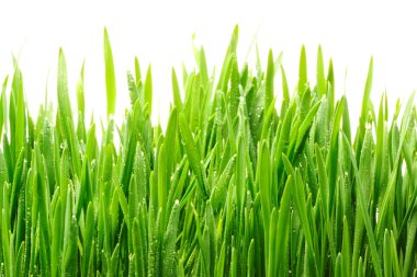 Water drops on grass clipart