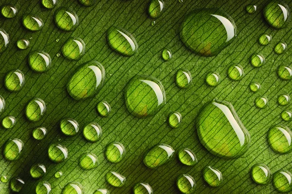 Gotas de água na folha — Fotografia de Stock