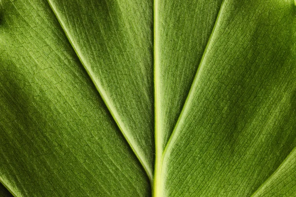 Kontekst liści — Zdjęcie stockowe