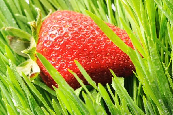 잔디에 딸기 — 스톡 사진