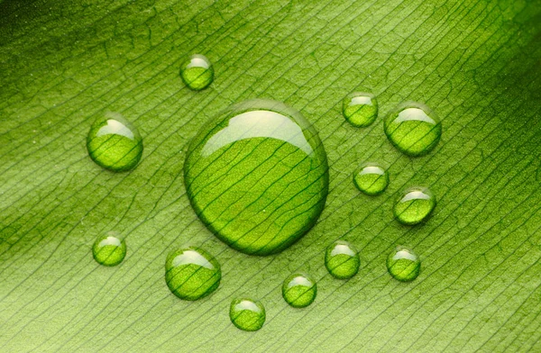 Water drops on leaf — Stock Photo, Image