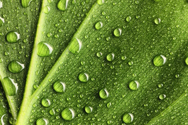 나뭇잎에 떨어지는 물방울 — 스톡 사진