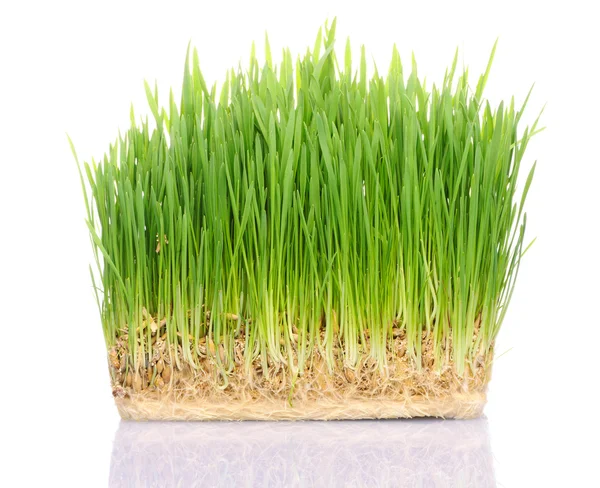 Gräs i jord — Stockfoto